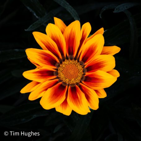 Gazania - Orange