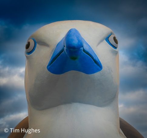 Gull - Blue