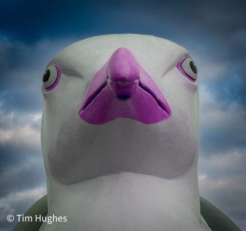 Gull - Purple