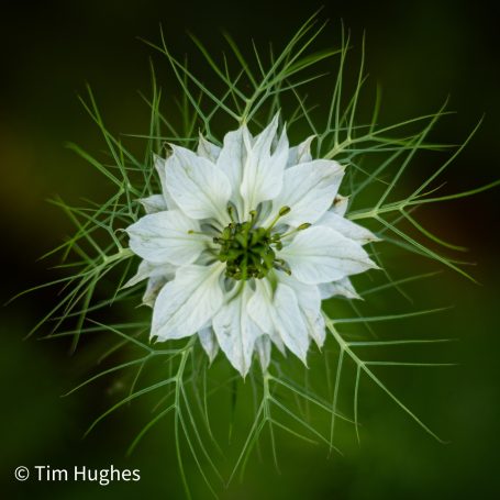 Love in the Mist - White