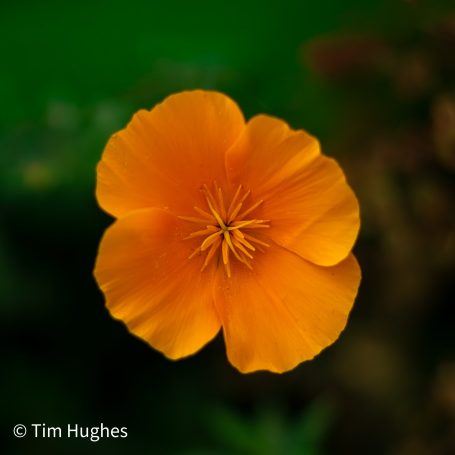 Californian Poppy