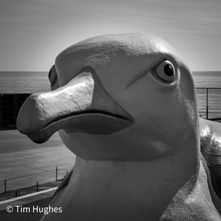 Gull 3