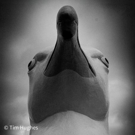Gull 2