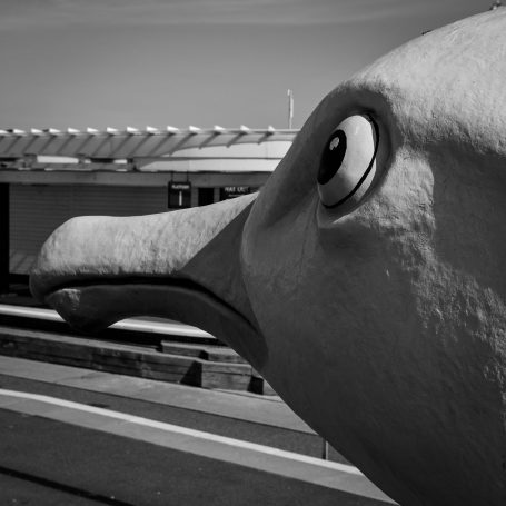 Gull 4