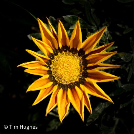 Gazania - Yellow