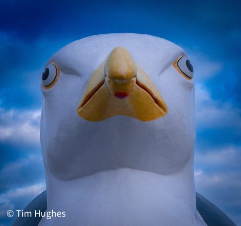 Gull - Yellow
