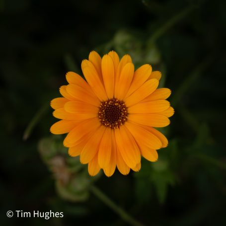 Marigold -Orange