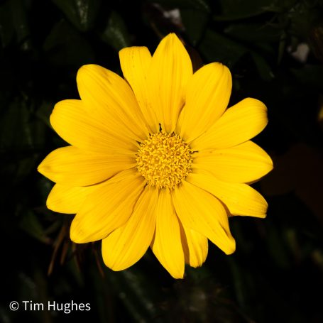 Marigold - Yellow