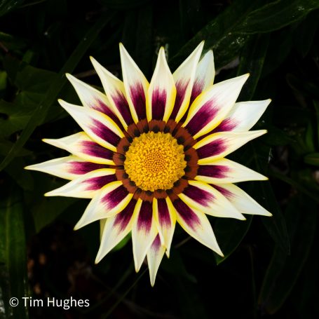 Gazania - White