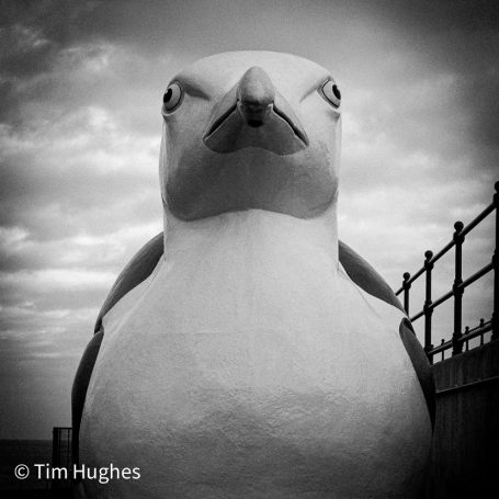 Gull 1
